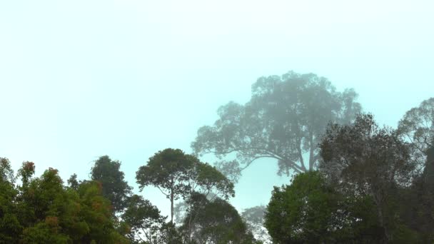 Tropischer Regenwald Wunderschöne Naturlandschaft Saftiger Immergrüner Dschungel Mit Dichtem Regenwald — Stockvideo