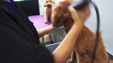 Kota Kinabalu, Sabah, Malezya-10 Mart 2020: Kota Kinabalu, Sabah, Malezya 'daki evcil hayvan salonunda güzel genç bayan profesyonel köpek tımar edici köpek yavrusu