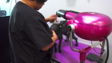 Kota Kinabalu, Sabah, Malezya-10 Mart 2020: Kota Kinabalu, Sabah, Malezya 'daki evcil hayvan salonunda güzel genç bayan profesyonel köpek tımar edici köpek yavrusu