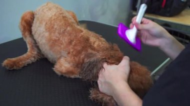 Kota Kinabalu, Sabah, Malezya-10 Mart 2020: Kota Kinabalu, Sabah, Malezya 'daki evcil hayvan salonunda güzel genç bayan profesyonel köpek tımar edici köpek yavrusu