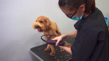 Kota Kinabalu, Sabah, Malezya-10 Mart 2020: Kota Kinabalu, Sabah, Malezya 'daki evcil hayvan salonunda güzel genç bayan profesyonel köpek tımar edici köpek yavrusu