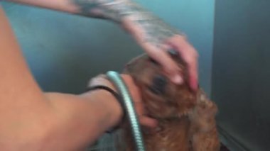 Kota Kinabalu, Sabah, Malezya-10 Mart 2020: Kota Kinabalu, Sabah, Malezya 'daki evcil hayvan salonunda güzel genç bayan profesyonel köpek tımar edici köpek yavrusu