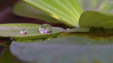 Yeşil yaprakların üzerine taze yağmur damlası