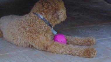 Sevimli oyuncak köpek yavrusu küçük topu ısırıyor.