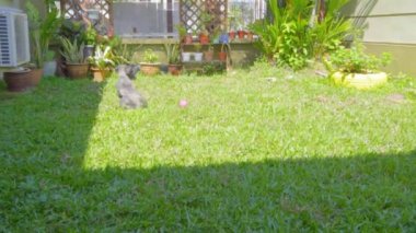 Erkek Topu Köpeğin Yakalaması İçin Fırlat Topu