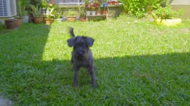 Erkek Topu Köpeğin Yakalaması İçin Fırlat Topu