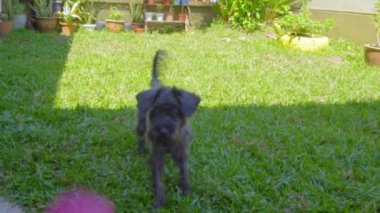Erkek Topu Köpeğin Yakalaması İçin Fırlat Topu