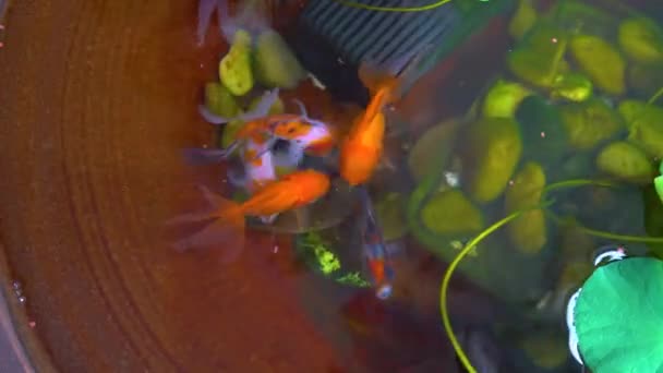 Footage Goldfische Auf Kleinen Teich Auf Schönen Kleinen Garten — Stockvideo