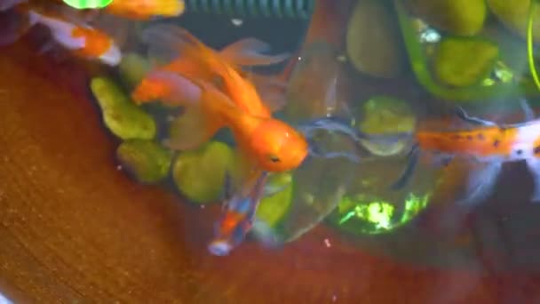 Footage Goldfische Auf Kleinen Teich Auf Schönen Kleinen Garten — Stockvideo