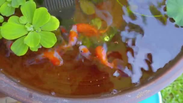 Nagranie Złota Ryba Małym Stawie Pięknym Małym Ogrodzie — Wideo stockowe