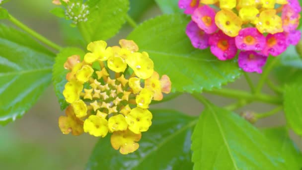 Πλάνα Από Φύση Πρωί Φρέσκα Κίτρινα Λουλούδια — Αρχείο Βίντεο