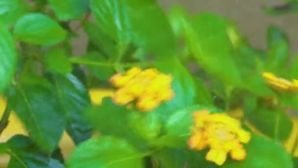 Images Nature Matin Fleurs Jaunes Fraîches — Video