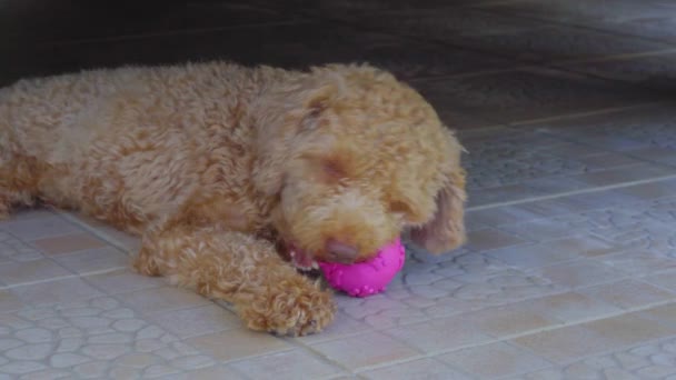 愛らしいおもちゃプードル子犬一口小さなボール — ストック動画