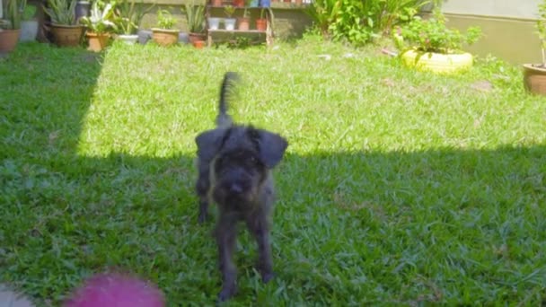 Man Hand Throw Ball Puppy Catch — Stock Video