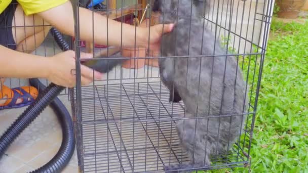 Man Hand Dry Puppy Cage Using Blower — Stock Video