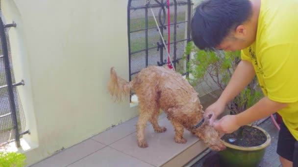 Чоловік Доглядає Купає Маленького Щасливого Собаку — стокове відео