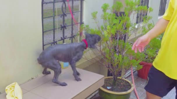 Man Grooming Badande Liten Lycklig Hund — Stockvideo