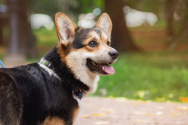 Welsh corgi pembroke sitting on a trunk looking up smiling — Stock Photo, Image