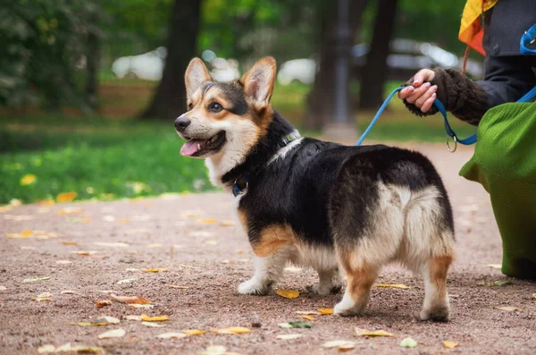 Welsh corgi pembroke sitting on a trunk looking up smiling — Stock Photo, Image