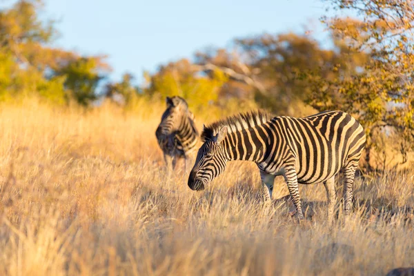 Kudde Zebra's in de bush. Wildlife Safari in het Kruger Nationaal Park, grote reis bestemming in Zuid-Afrika. Zonsondergang licht. — Stockfoto