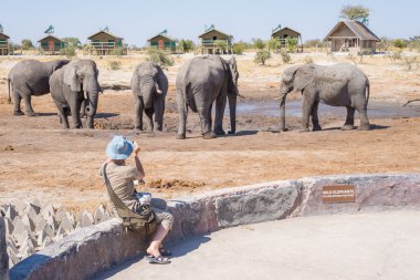 Turist Filler ile smartphone, sürünün çok yakın çekim. Afrika safari macera ve yabani hayvanlar ve bitkiler. İnsanlar seyahat kavramı.