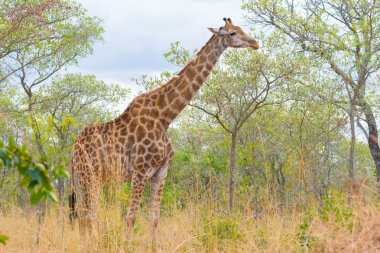 Bush, zürafa profil yakın up ve portre. Yaban hayatı Safari Kruger National Park, ana hedef Güney Afrika seyahat.