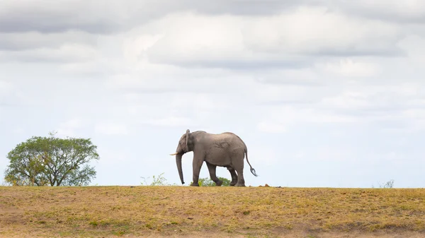 One single African Elephant walking in the distance. Wildlife Safari in the Kruger National Park, the main travel destination in South Africa. Side view, moody sky.