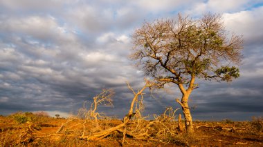 Afrika Bush altın güneş doğuyor. Parlayan akasya ağacı dramatik gökyüzü güneş ışığı tarafından vuruldu. Peyzaj Kruger National Park, Güney Afrika ünlü seyahat hedef. 