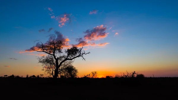 Barevný západ slunce v africké bush. Akácie stromy silueta v podsvícení. Krugerův národní Park, známé destinace v Jižní Africe. — Stock fotografie