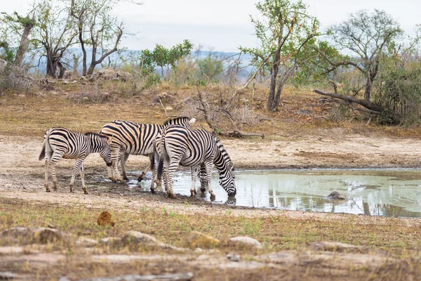 O turmă de Zebras bea din gaura de apă din tufiş. Wildlife Safari în Parcul Național Kruger, principala destinație de călătorie din Africa de Sud . — Fotografie, imagine de stoc