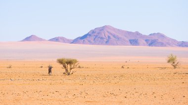 Oryx görkemli Namib Naukluft Milli Parkı, Namibya, Afrika en iyi seyahat hedef renkli Namib çölde Akasya ağacının gölgesi altında istirahat.