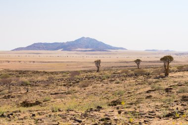 Namib Çölü, roadtrip harika Namib Naukluft Milli Parkı'nda, hedef, seyahat ve Namibya Afrika vurgulayın. Örgülü akasya ağacı ve kırmızı kum tepeleri.