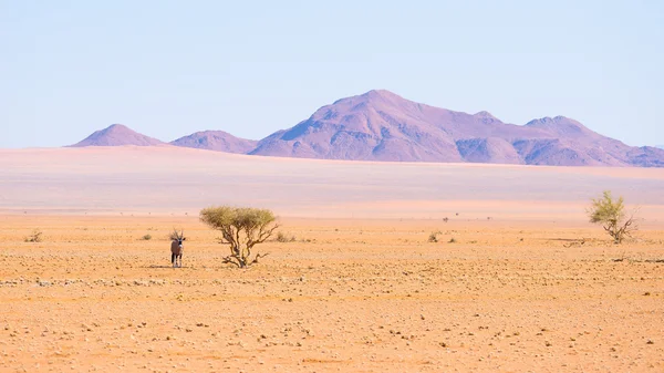 Oryx在雄伟的纳米布纳克鲁夫特国家公园的五颜六色的纳米布沙漠中，在阿卡西亚树的阴影下休息，这是非洲纳米比亚最好的旅游目的地. — 图库照片
