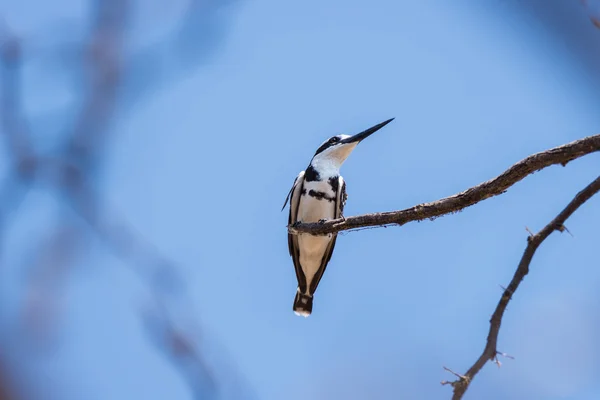 Detail roztomilé černé a bílé kingfisher, posazený na větev stromu akácie. Teleobjektiv pohled zdola proti jasné modré oblohy. — Stock fotografie