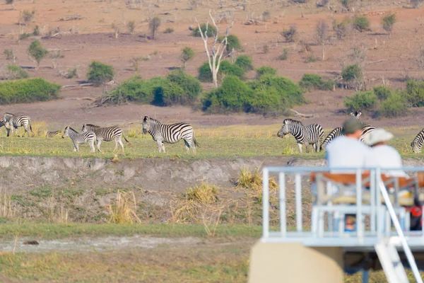 पर्यटक झाड़ी में चराई करते हुए ज़ेबरा का झुंड देख रहा है। चोब नदी, नामीबिया बोत्सवाना सीमा, अफ्रीका पर नाव क्रूज और वन्यजीव सफारी। थ्रो जानवरों पर चयनात्मक ध्यान दें . — स्टॉक फ़ोटो, इमेज