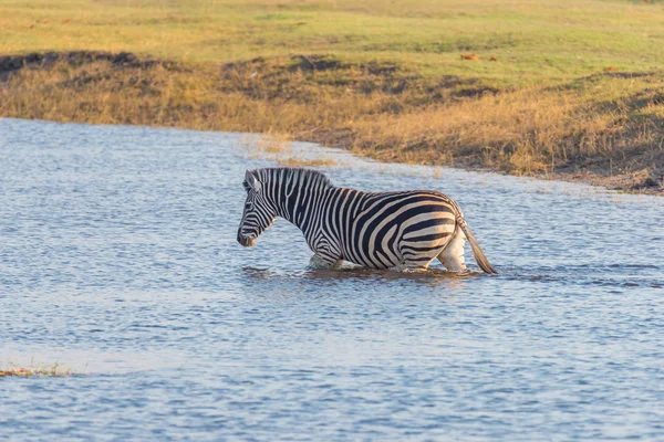 Zebras überqueren den Fluss Chobe. glühend warmes Sonnenuntergangslicht. Tiersafari in den afrikanischen Nationalparks und Wildtierreservaten. — Stockfoto