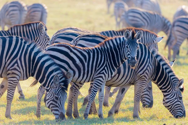 Branco di Zebre che pascolano nel cespuglio. Una calda luce del tramonto. Safari naturalistico nei parchi nazionali africani e nelle riserve faunistiche . — Foto Stock