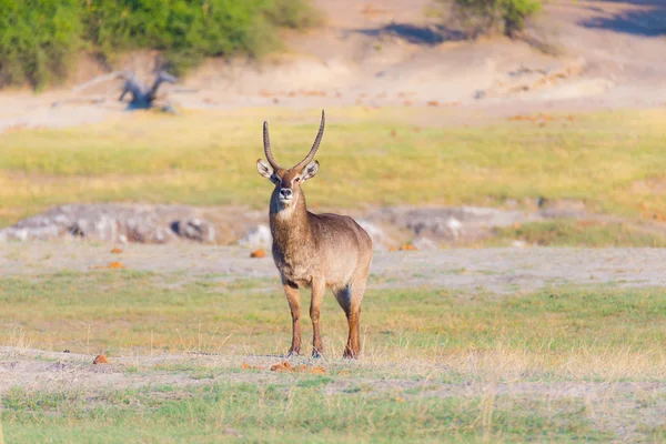 Maschio Waterbuck nel cespuglio a guardare la telecamera. Safari naturalistico nel Parco Nazionale del Chobe, maestosa destinazione turistica in Botswana, Africa . — Foto Stock