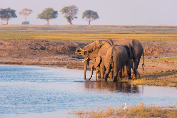 非洲象群在日落时从乔伯河喝水。非洲纳米比亚-博茨瓦纳边境乔布国家公园野生动物萨法里和游船. — 图库照片