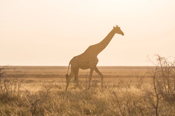 Żyrafa, chodzenie w buszu na pustyni pan o zachodzie słońca. Wildlife Safari w parku narodowym Etosha, głównym podróż przeznaczenia w Namibia, Afryka. Widok profilu, malownicze miękkie światło. — Zdjęcie stockowe