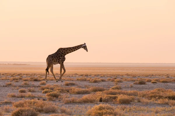 Girafe marchant dans la brousse sur la poêle du désert au coucher du soleil. Safari animalier dans le parc national d'Etosha, la principale destination de voyage en Namibie, en Afrique. Vue de profil, lumière douce scénique . — Photo