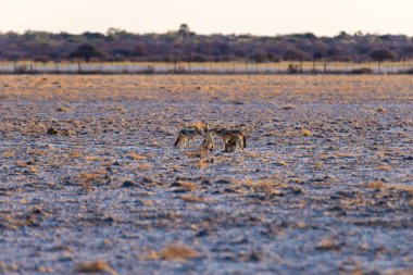 Siyah çakal batımında çöl Pan destekli grubudur. Etkin Milli Parkı, Namibya, Afrika ana seyahat hedef.