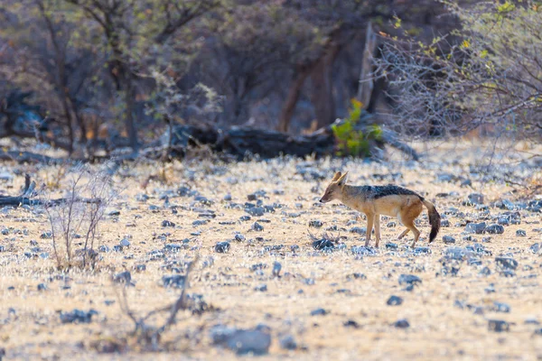 Sciacallo dal dorso nero che cammina nel cespuglio, alla luce del giorno. Parco Nazionale di Etosha, la principale destinazione di viaggio in Namibia, Africa. Vista profilo . — Foto Stock