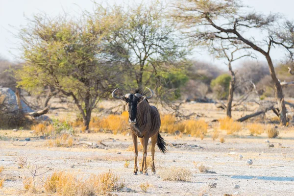 Blue Wildebeest promenader i bushen. Viltsafari i Etosha nationalpark, berömda resmål i Namibia, Afrika. — Stockfoto