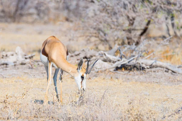 Springbok wypas w buszu. Wildlife Safari w Etosha National Park, słynnej podróży przeznaczenia w Namibia, Afryka. — Zdjęcie stockowe