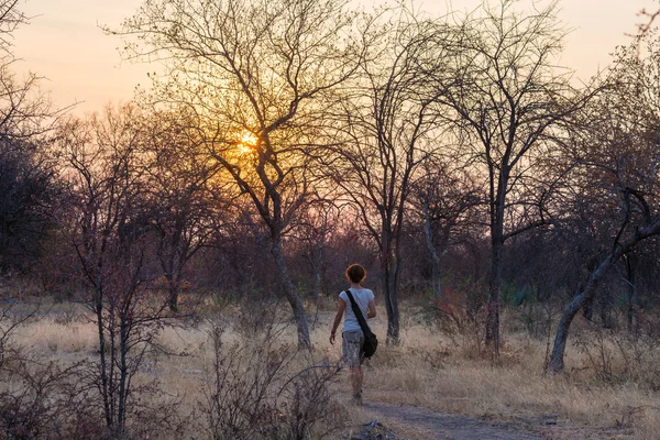 Bush ve akasya grove batımında, Bushmandland, Namibia yürüyen turist. Macera ve keşif Afrika. — Stok fotoğraf