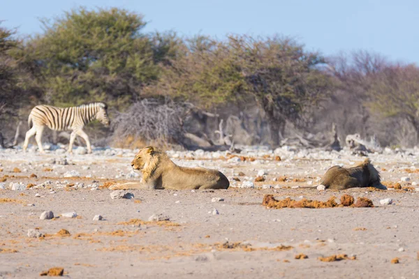 Dos jóvenes leones perezosos que yacen en el suelo. Cebra (desenfocada) caminando sin ser perturbada en el fondo. Safari de vida silvestre en el Parque Nacional Etosha, principal atracción turística en Namibia, África . — Foto de Stock