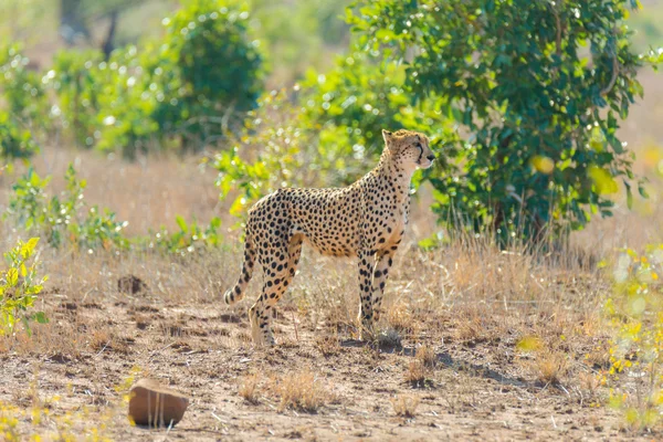 Majestuoso guepardo en posición de caza listo para correr hacia una emboscada. Parque Nacional Kruger, Sudáfrica . — Foto de Stock