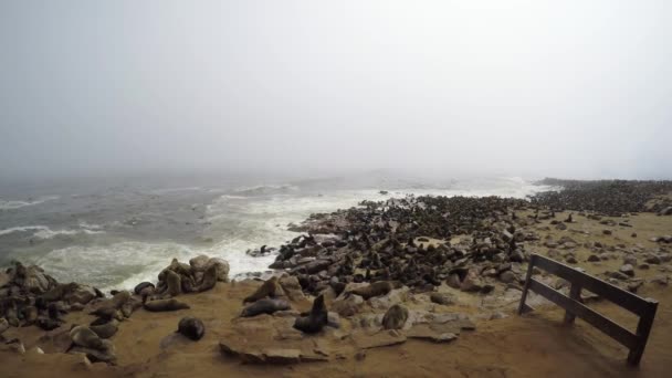 Colônia de focas da Cruz do Cabo na costa atlântica da Namíbia, África . — Vídeo de Stock