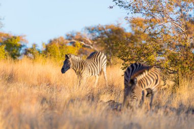 Zebralar sürüsü Bush. Yaban hayatı Safari Kruger National Park, büyük seyahat hedef Güney Afrika. Günbatımı ışık.